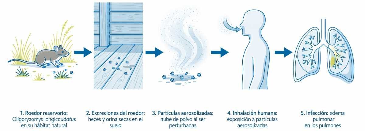Vía de transmisión del Hantavirus